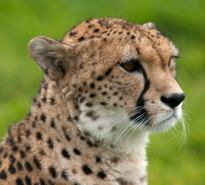 Cheetah at Whipsnade Zoo